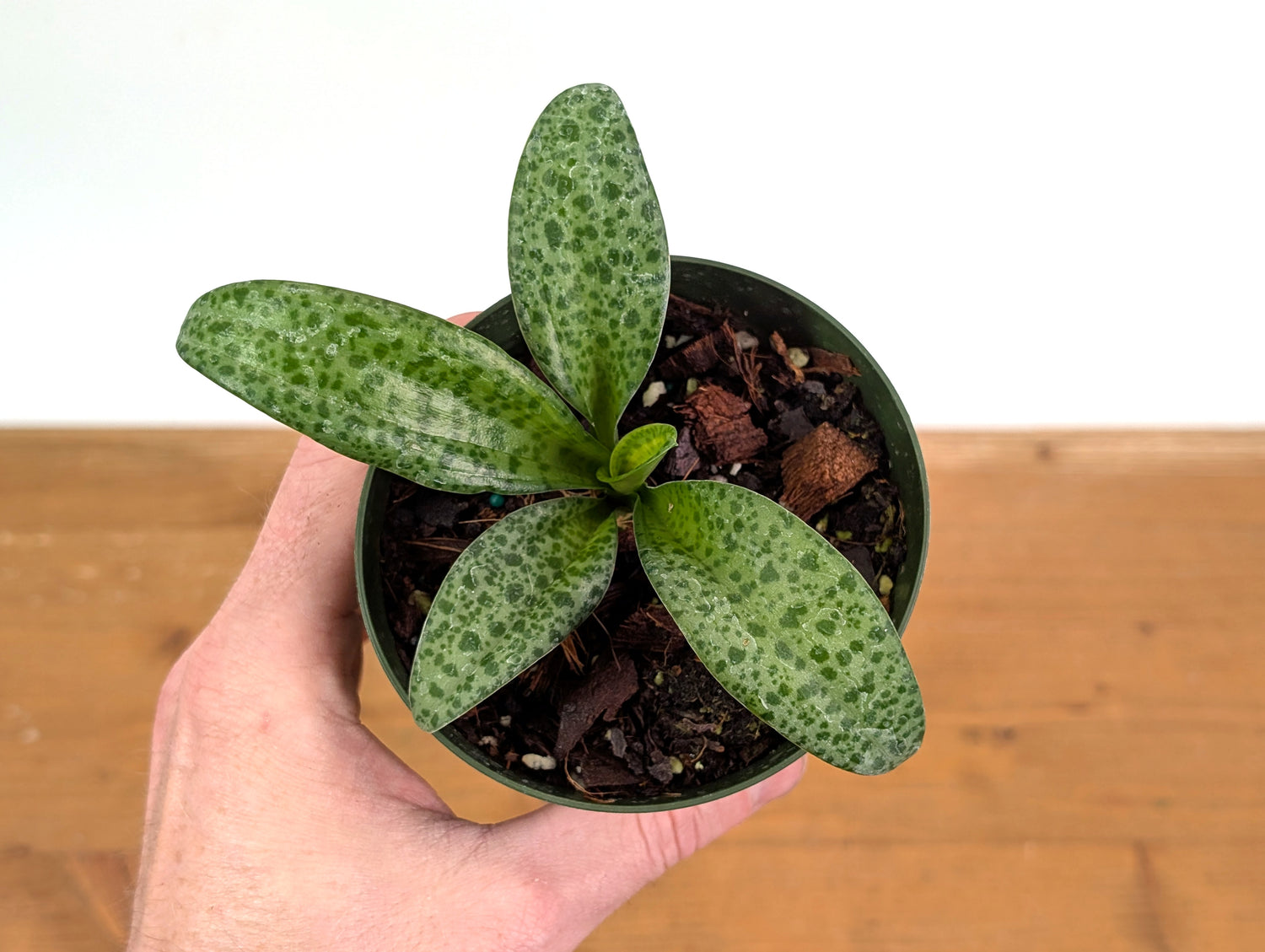 Leopard Lily (Drimiopsis maculata)