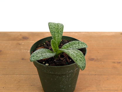 Leopard Lily (Drimiopsis maculata)