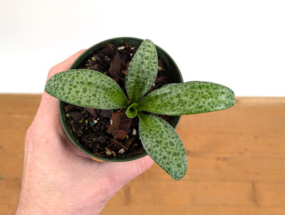 Leopard Lily (Drimiopsis maculata)