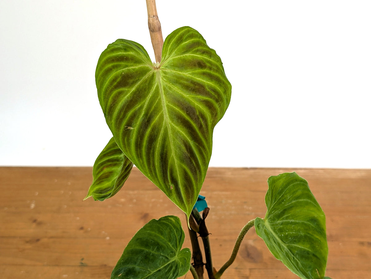 Philodendron Verrucosum 'Esmeralda'