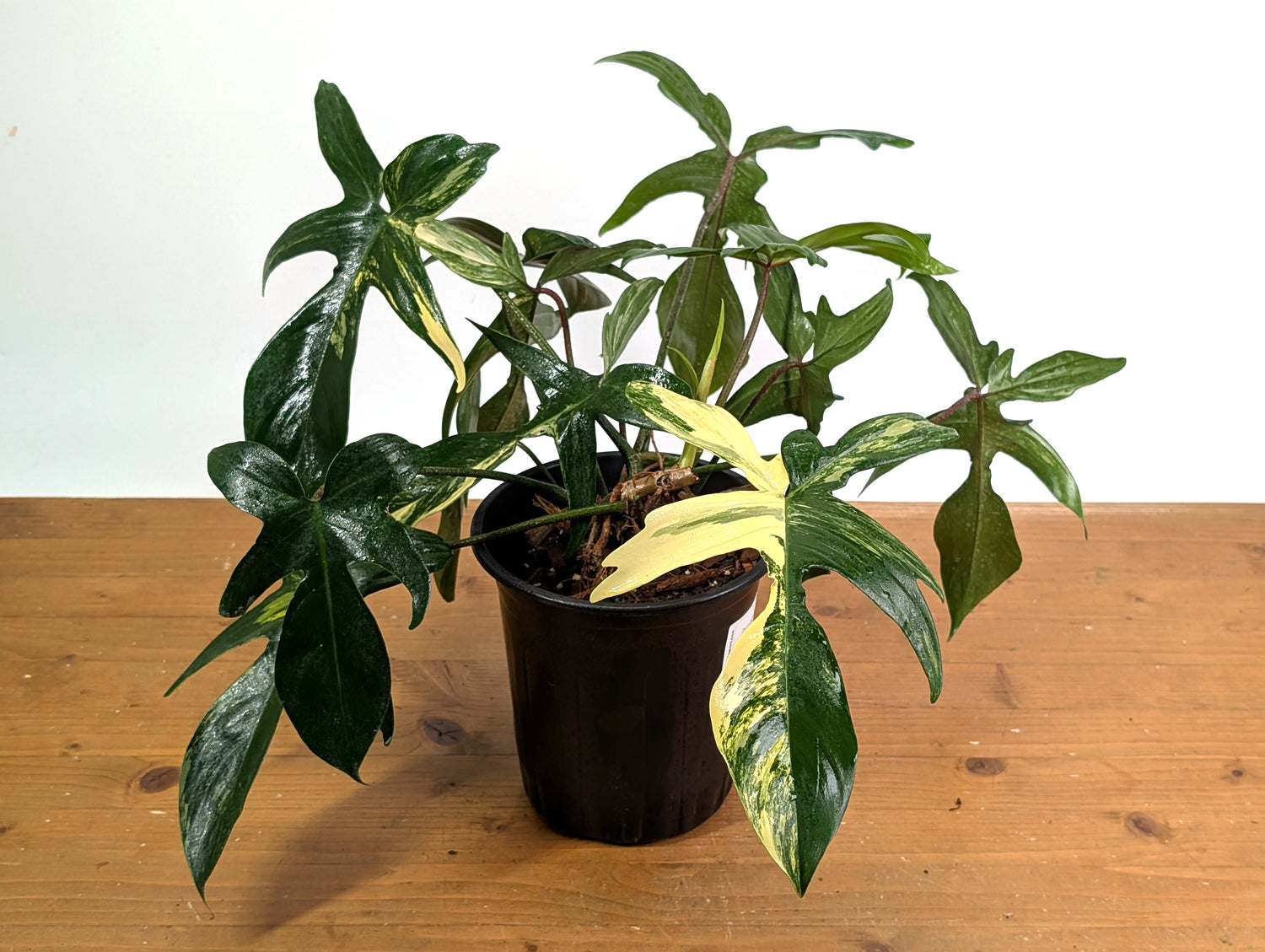 Philodendron Florida Beauty Variegated - EXACT Gallon Pot 50A