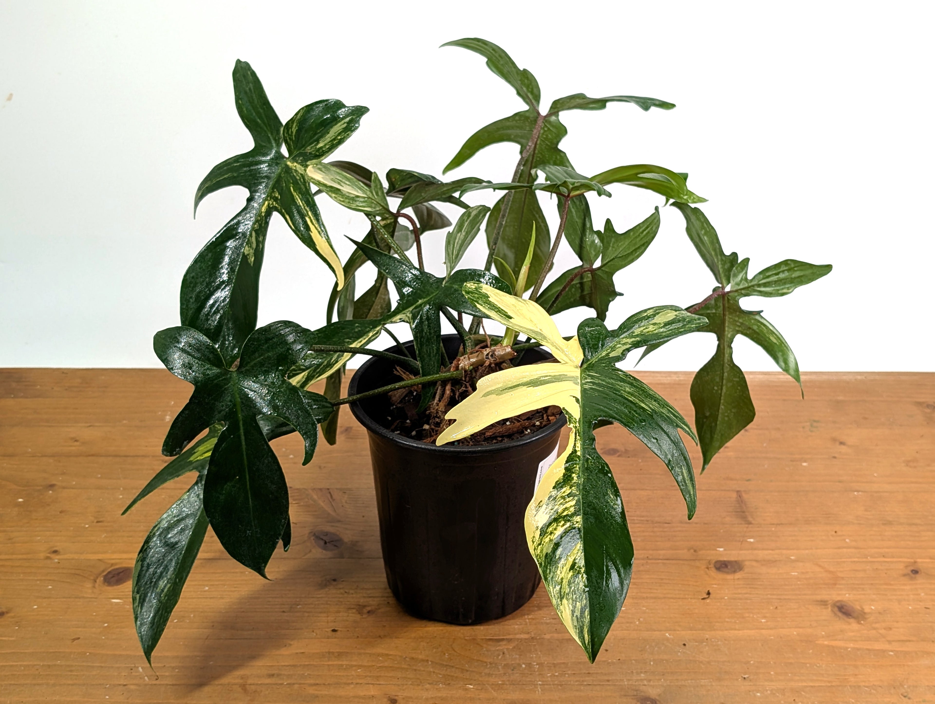 Philodendron Florida Beauty Variegated - EXACT Gallon Pot 50A