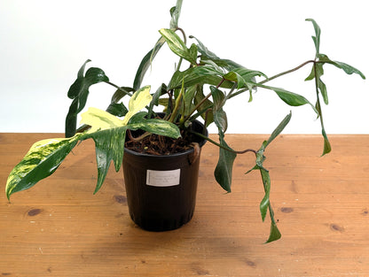 Philodendron Florida Beauty Variegated - EXACT Gallon Pot 50A
