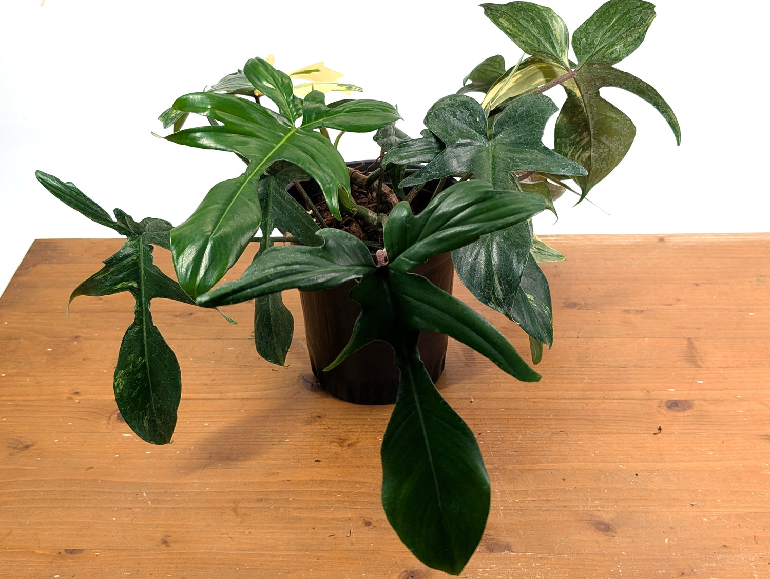 Philodendron Florida Beauty Variegated - EXACT Gallon Pot 50A