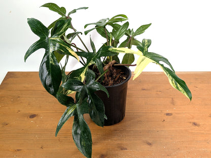 Philodendron Florida Beauty Variegated - EXACT Gallon Pot 50A