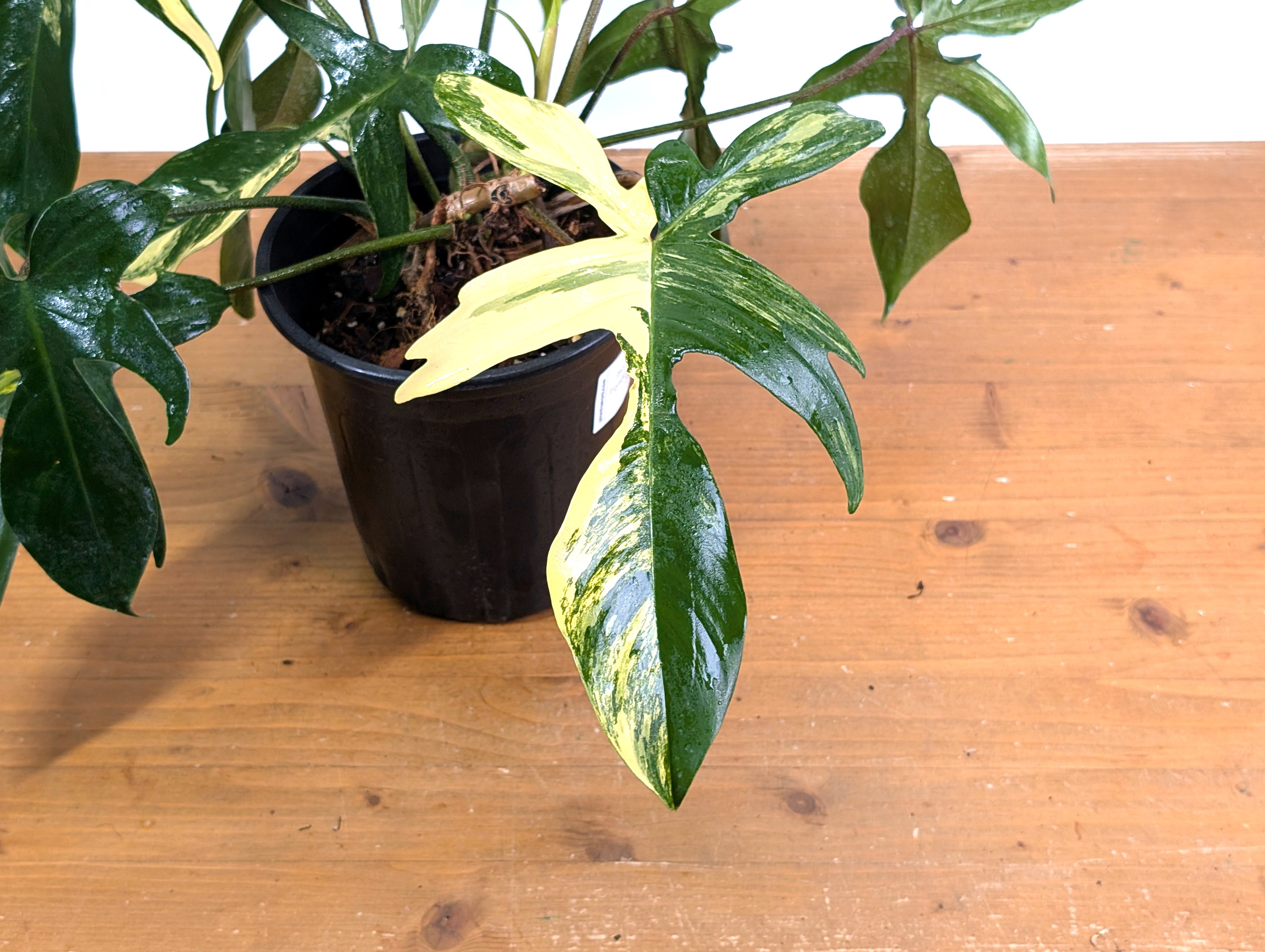 Philodendron Florida Beauty Variegated - EXACT Gallon Pot 50A
