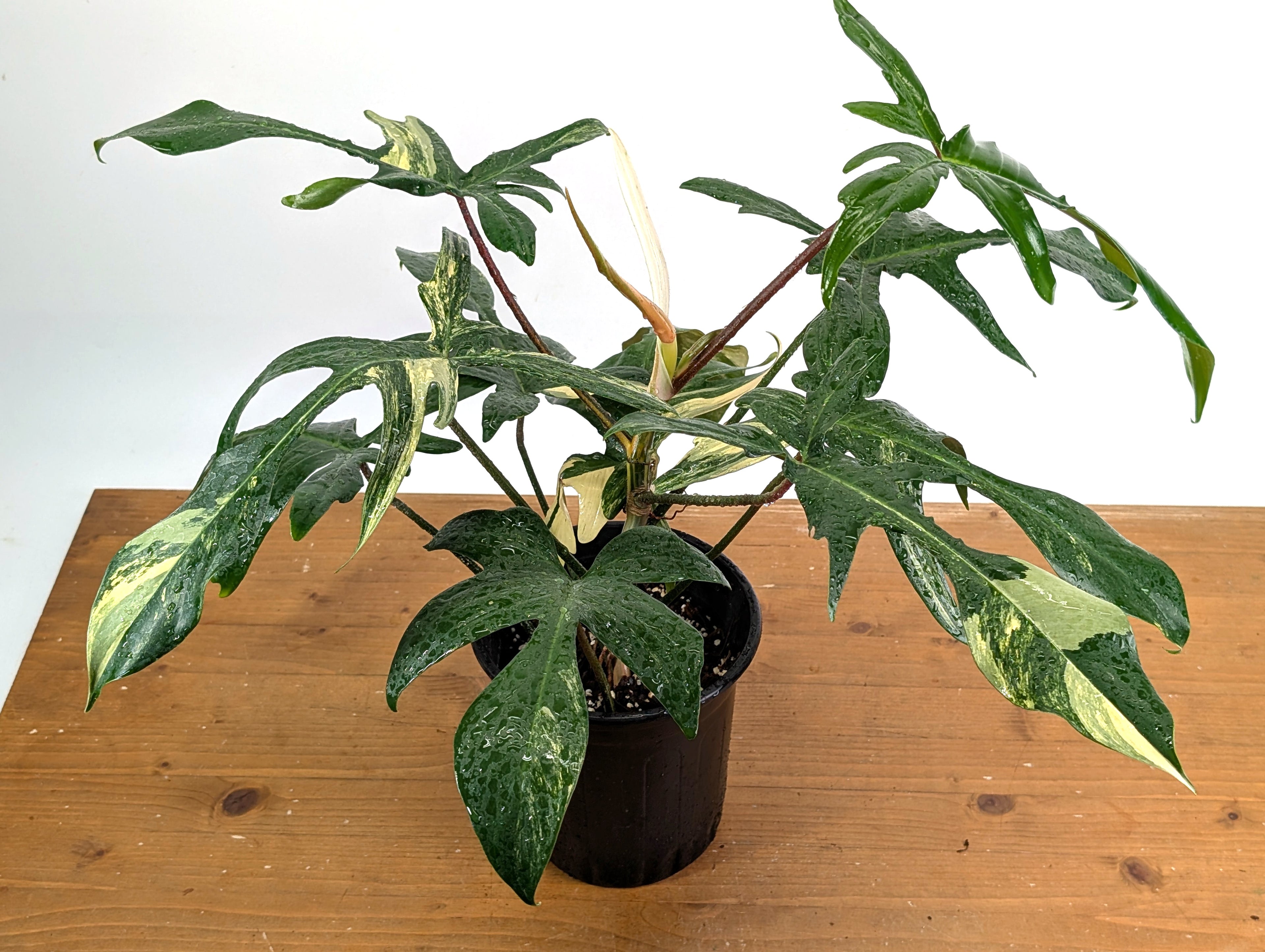 Philodendron Florida Beauty Variegated - EXACT Gallon Pot 50B