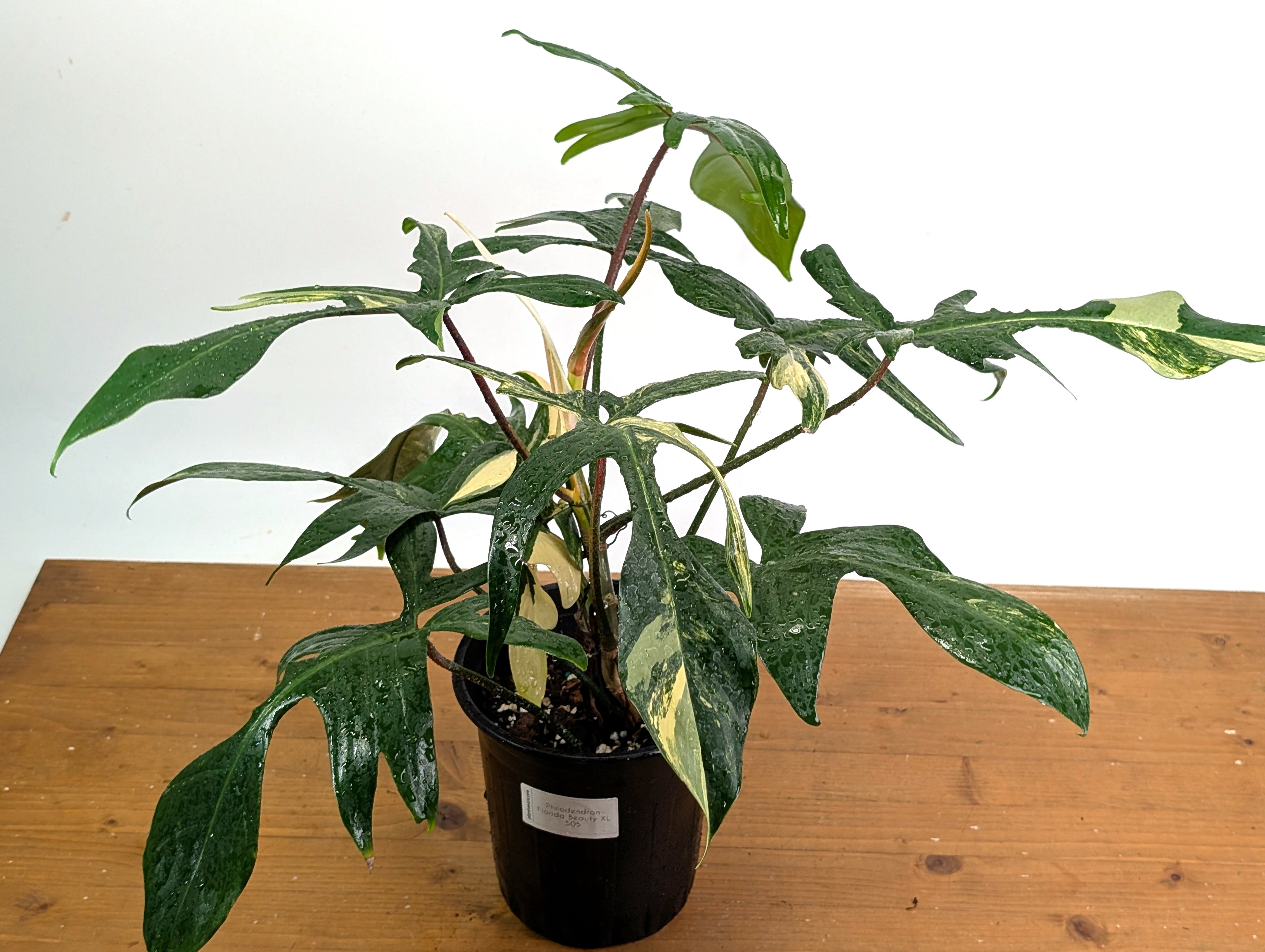 Philodendron Florida Beauty Variegated - EXACT Gallon Pot 50B