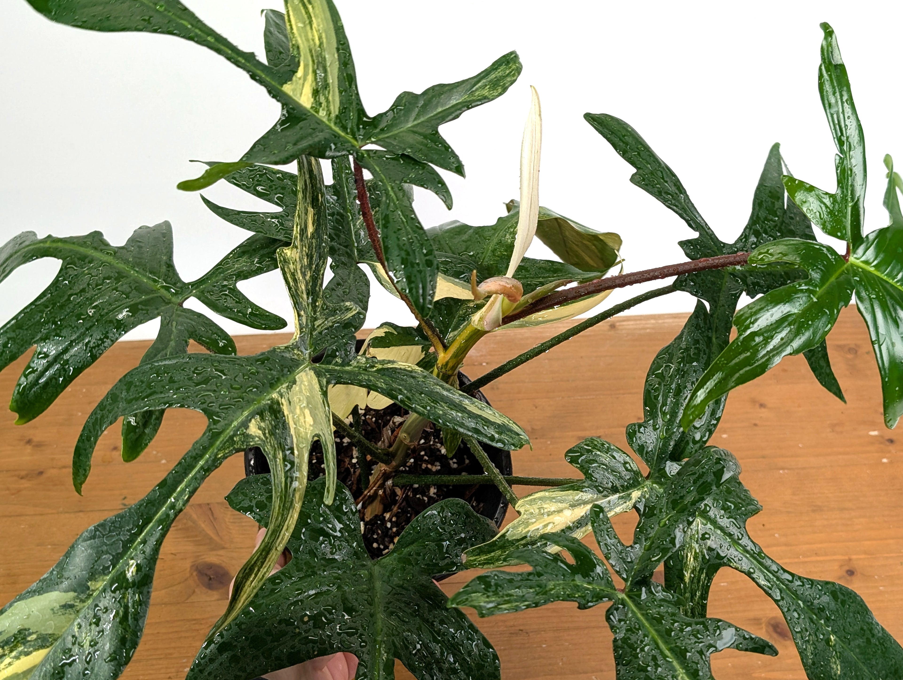 Philodendron Florida Beauty Variegated - EXACT Gallon Pot 50B