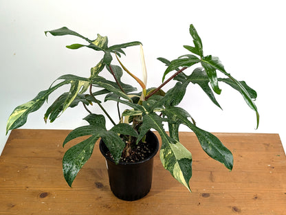 Philodendron Florida Beauty Variegated - EXACT Gallon Pot 50B