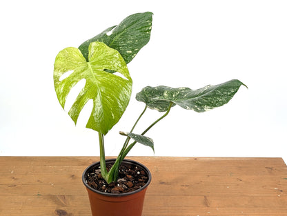 Monstera Mint Variegated