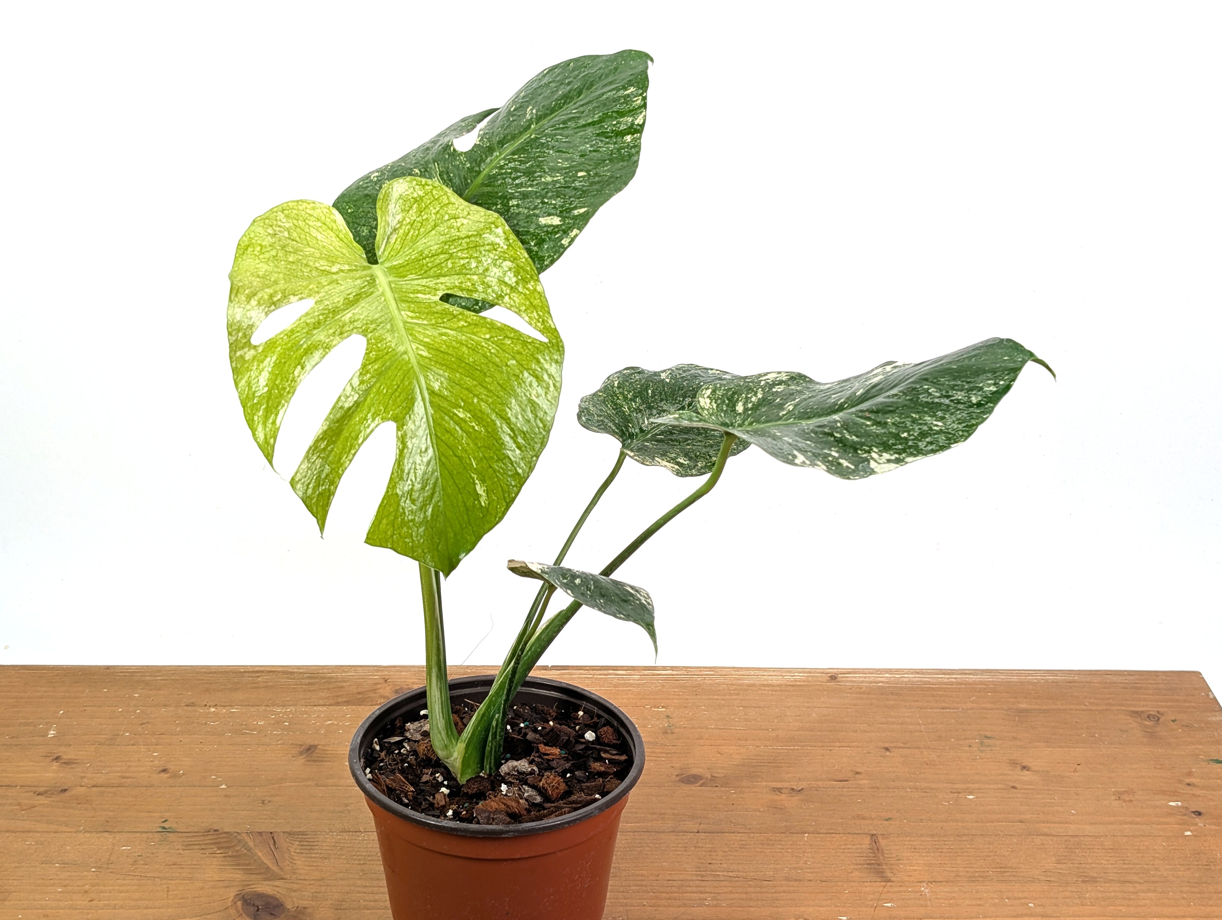 Monstera Deliciosa Mint Variegated – Plantamani Plants
