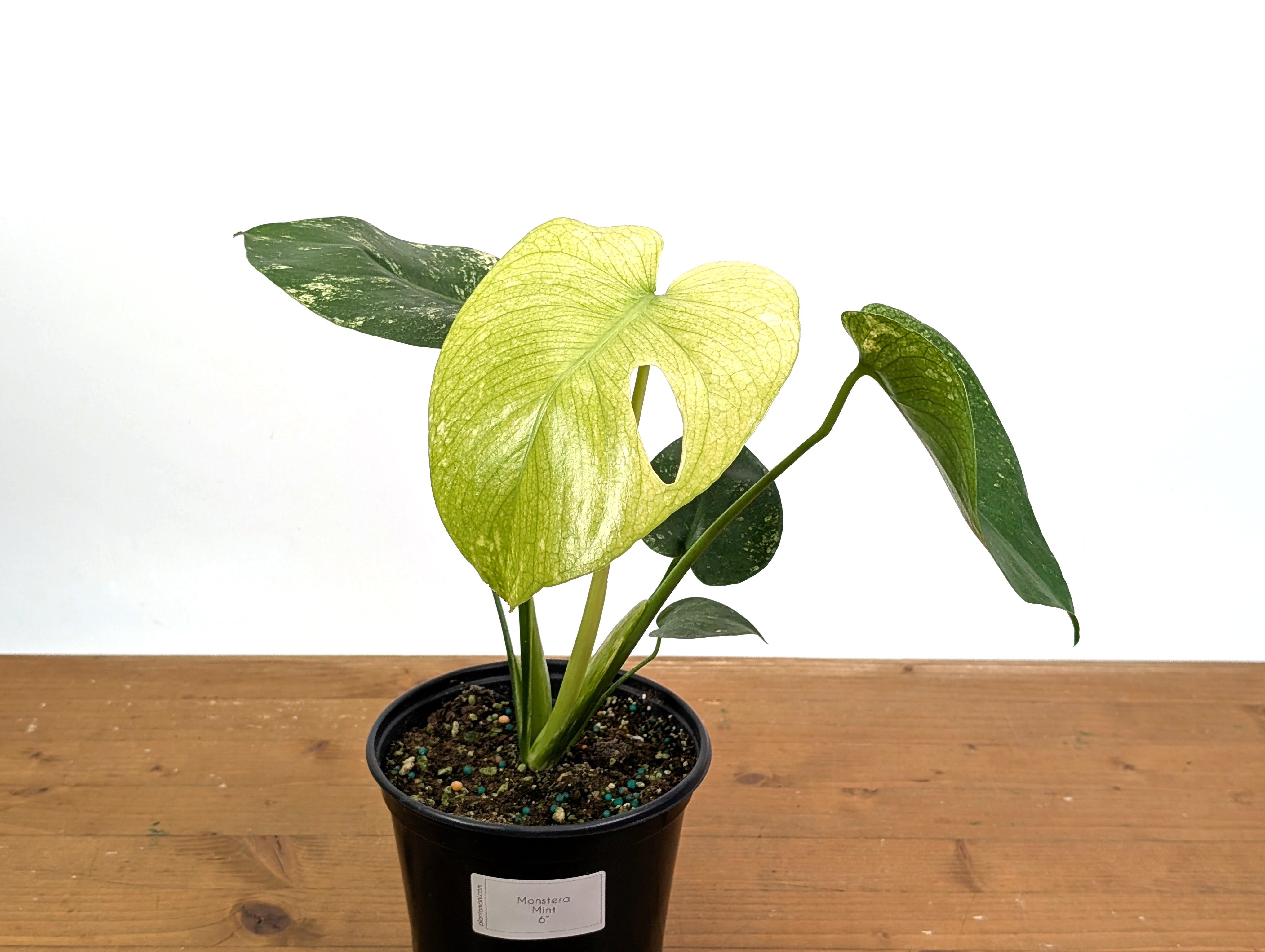 Monstera Deliciosa Mint Variegated – Plantamani Plants