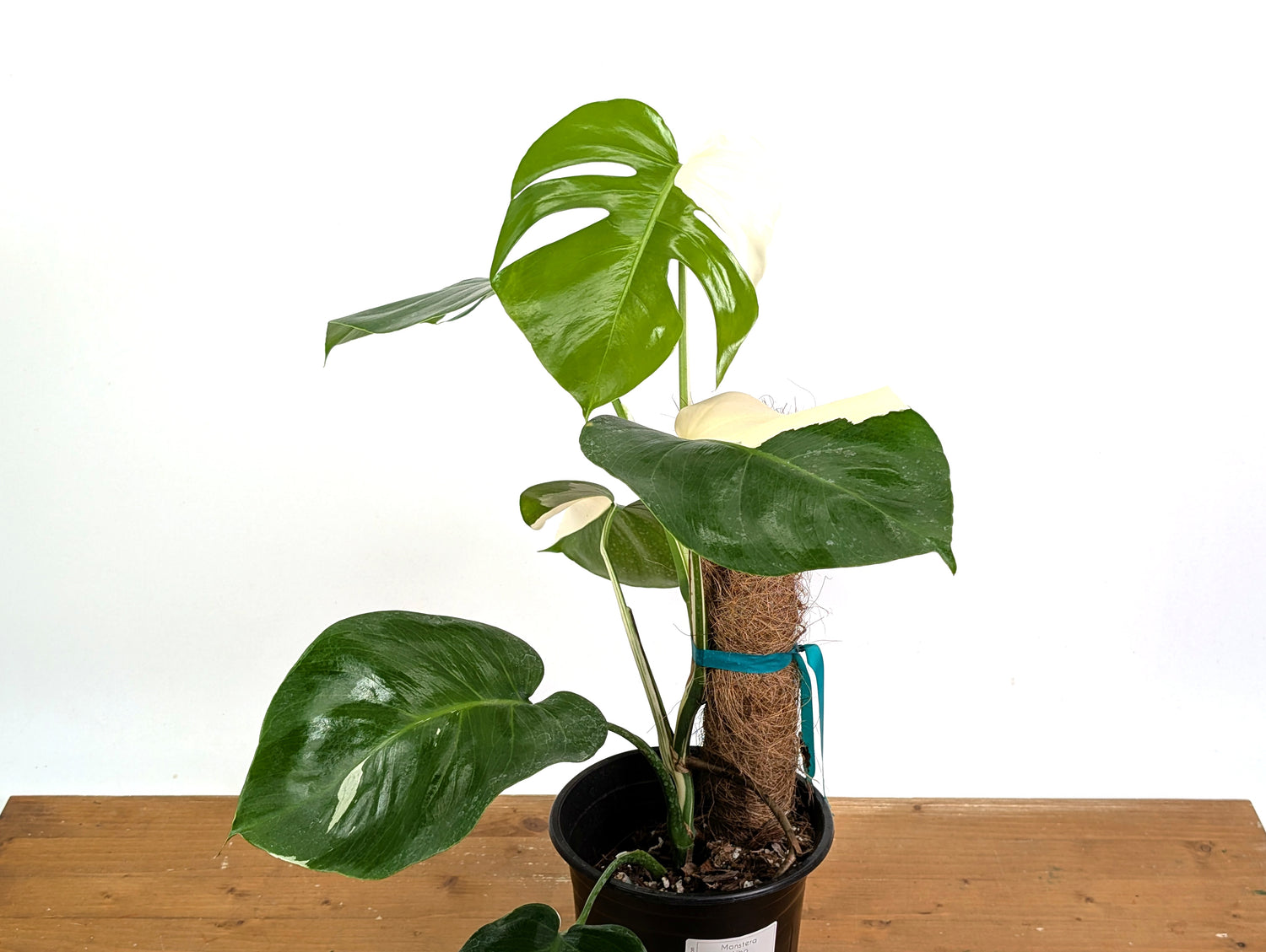 Monstera Albo Borsigniana (Exact Plant 52A Gallon)