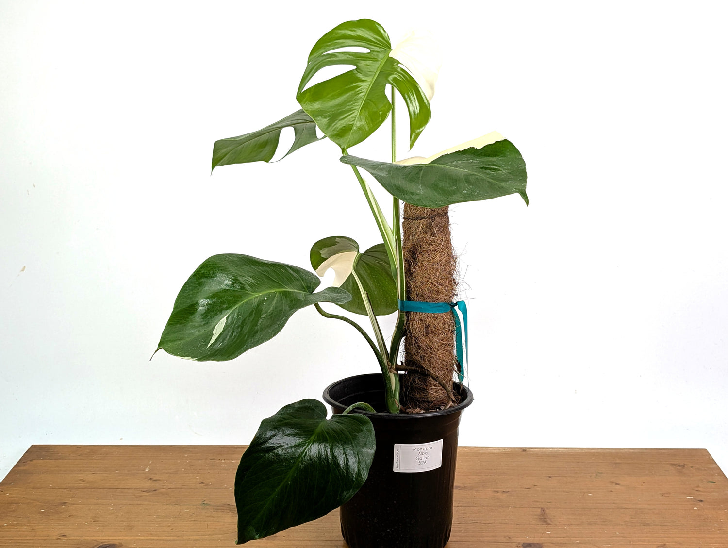 Monstera Albo Borsigniana (Exact Plant 52A Gallon)