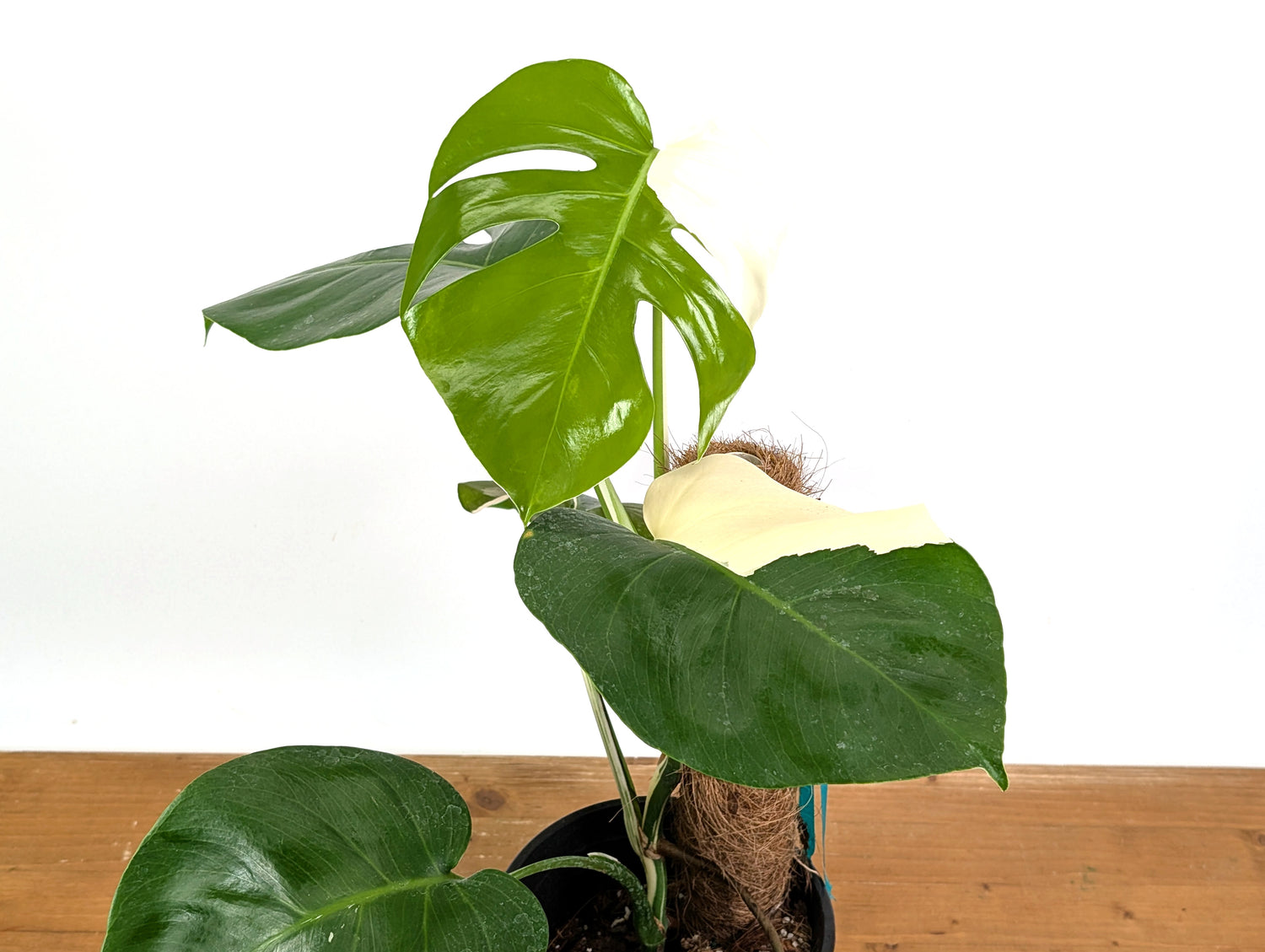 Monstera Albo Borsigniana (Exact Plant 52A Gallon)