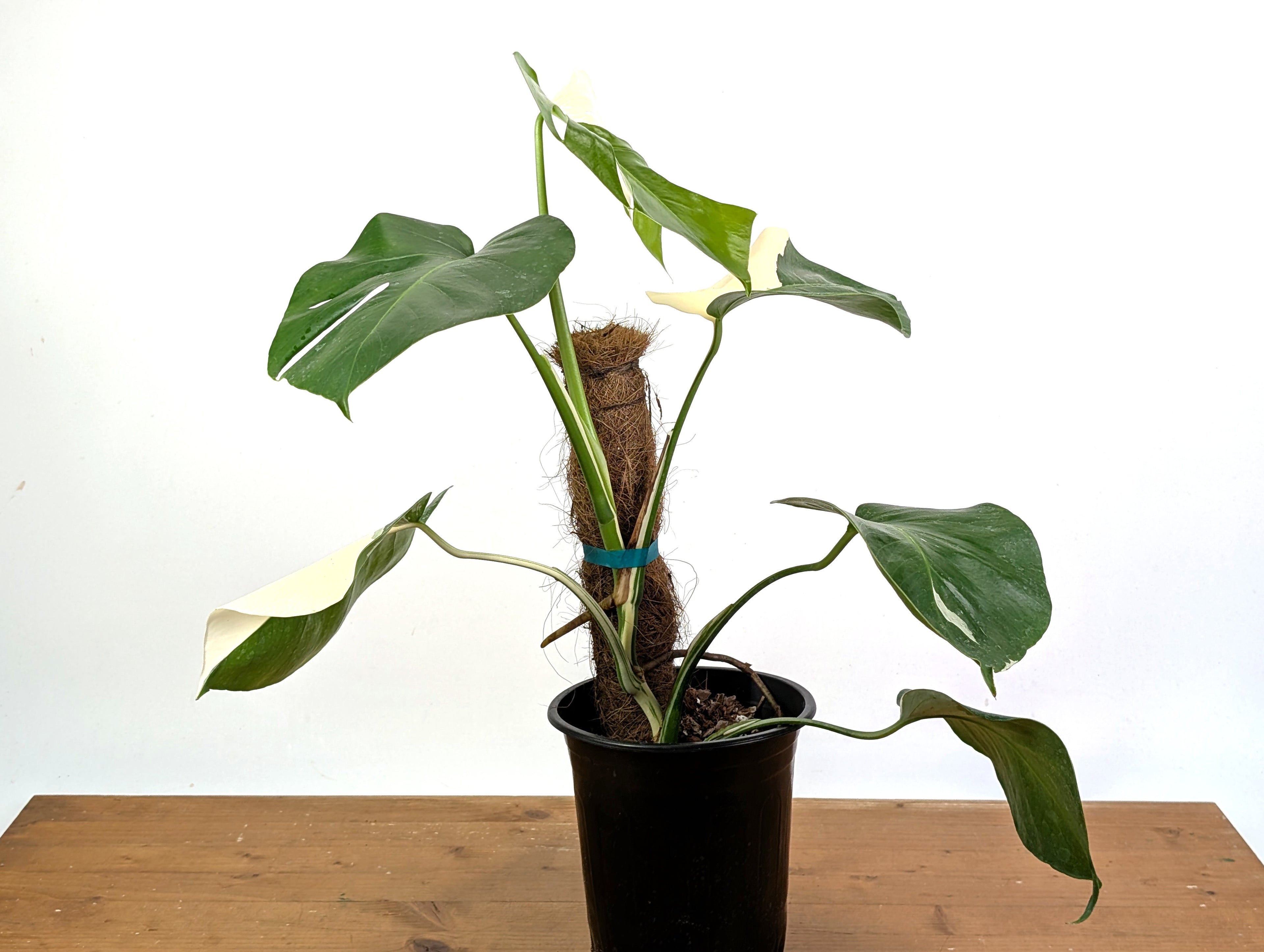 Monstera Albo Borsigniana (Exact Plant 52A Gallon)