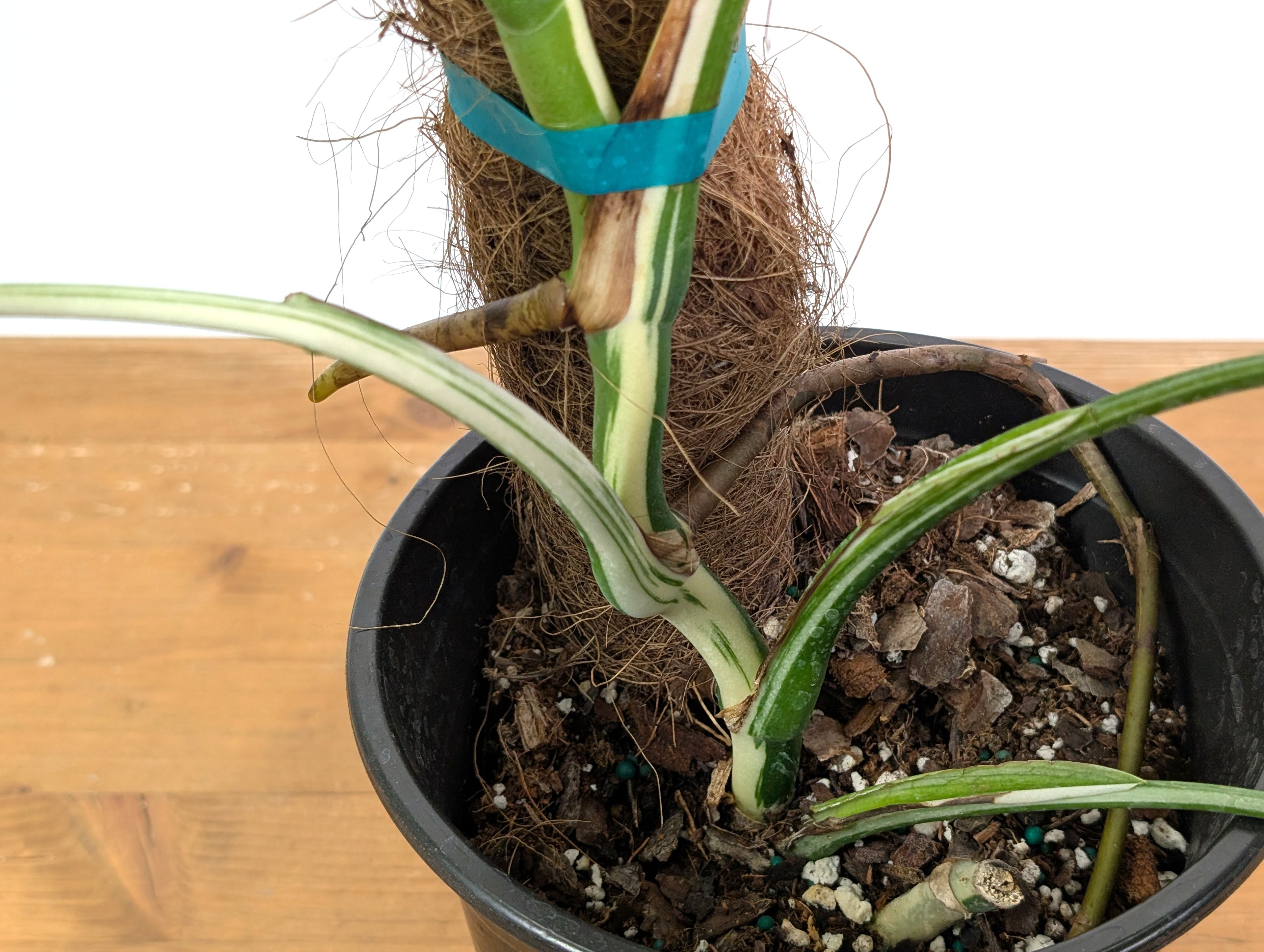 Monstera Albo Borsigniana (Exact Plant 52A Gallon)