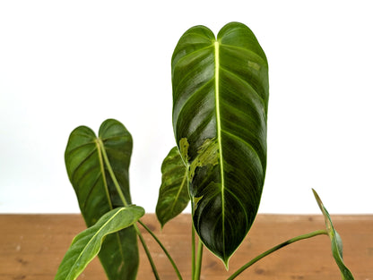 Exact Variegated Philodendron Green Sky