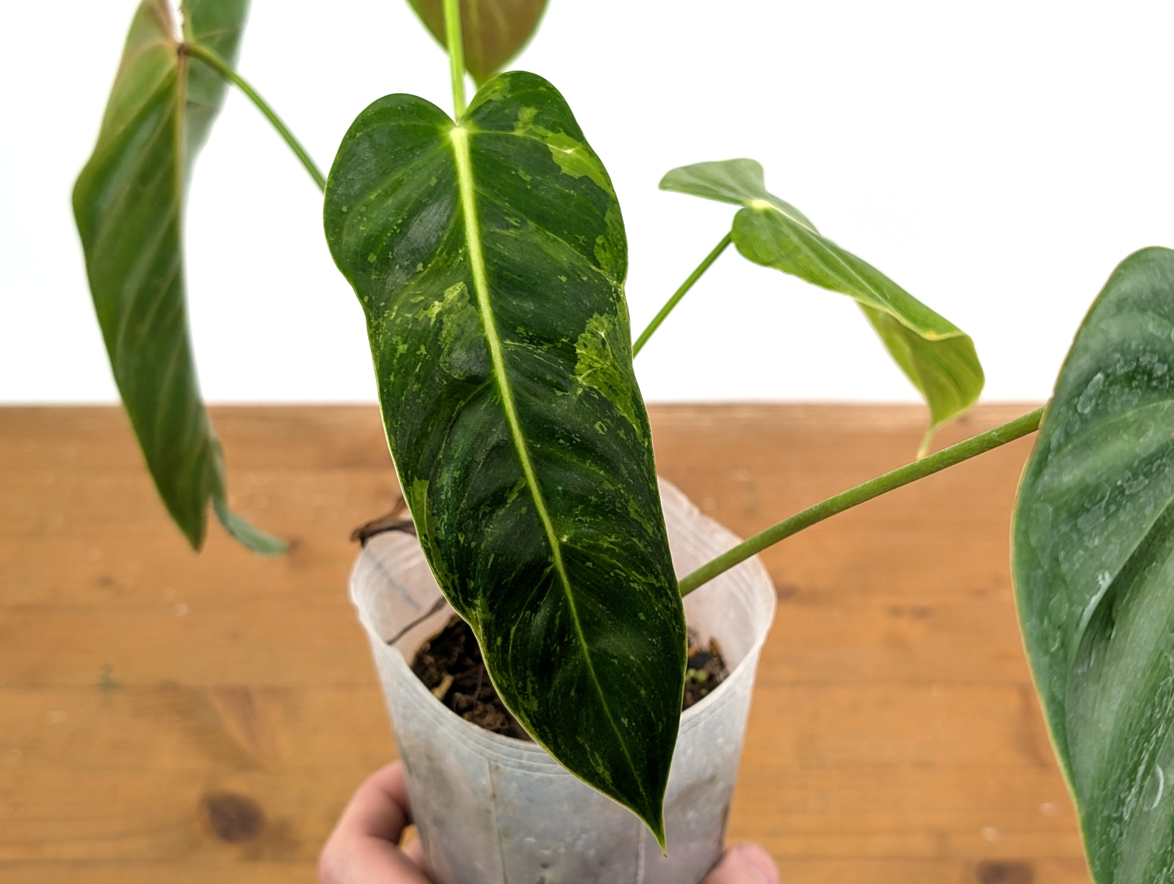 Exact Variegated Philodendron Green Sky