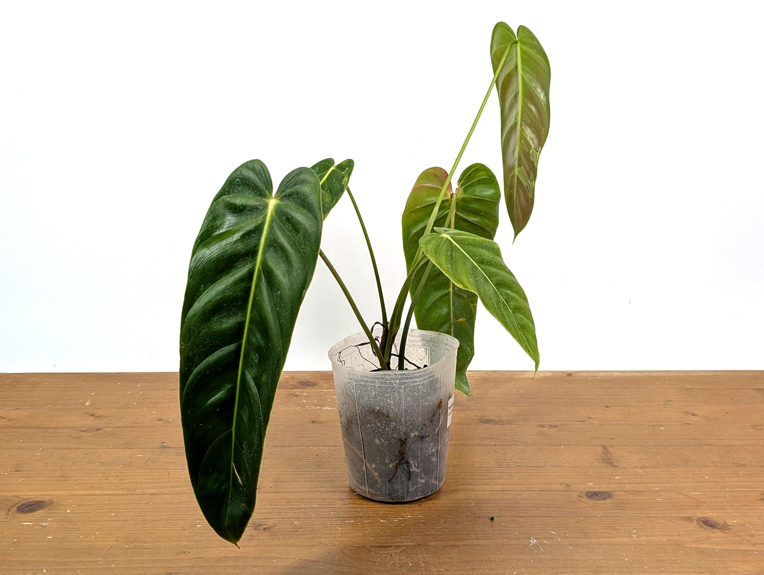 Exact Variegated Philodendron Green Sky