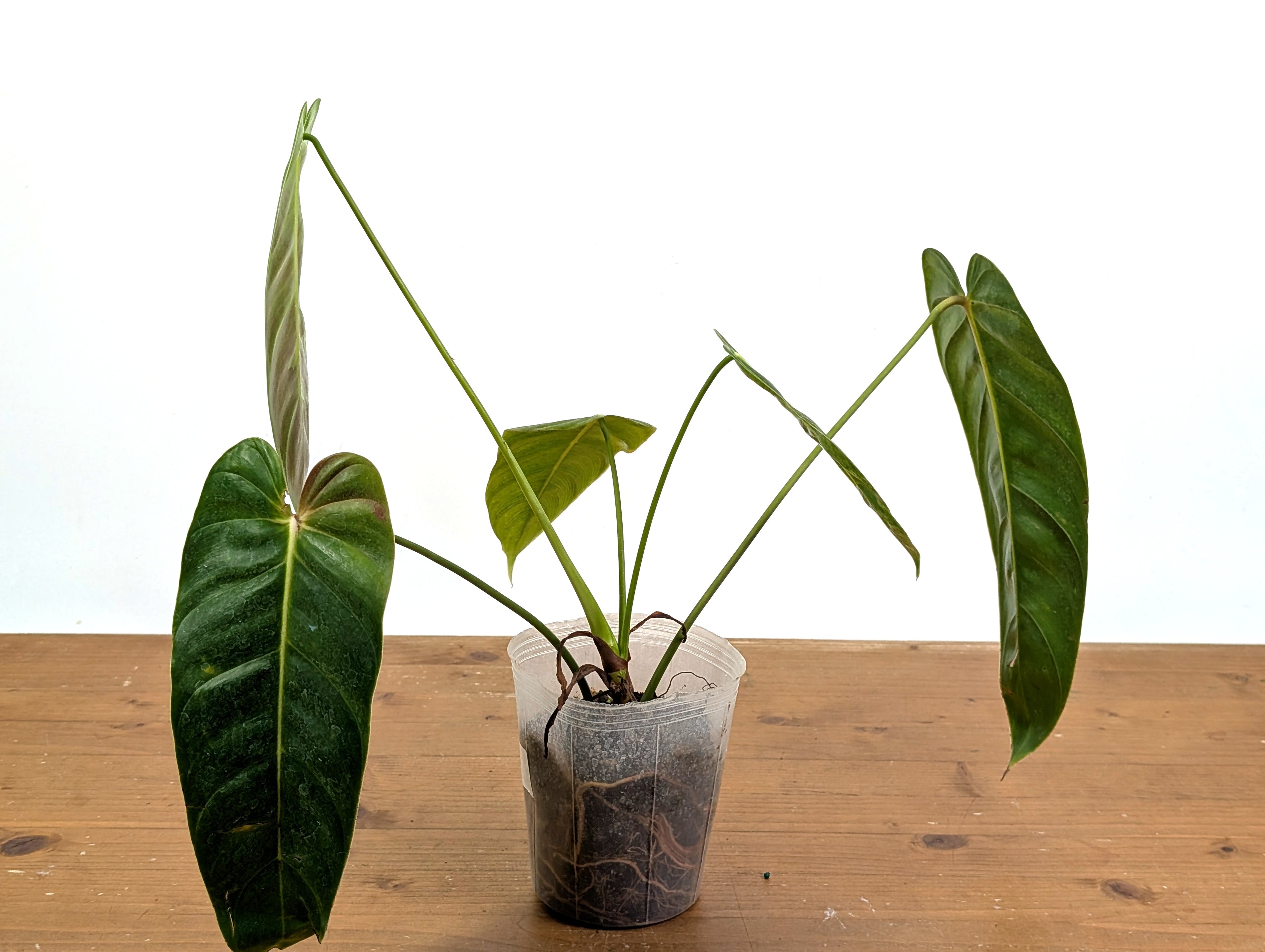 Exact Variegated Philodendron Green Sky