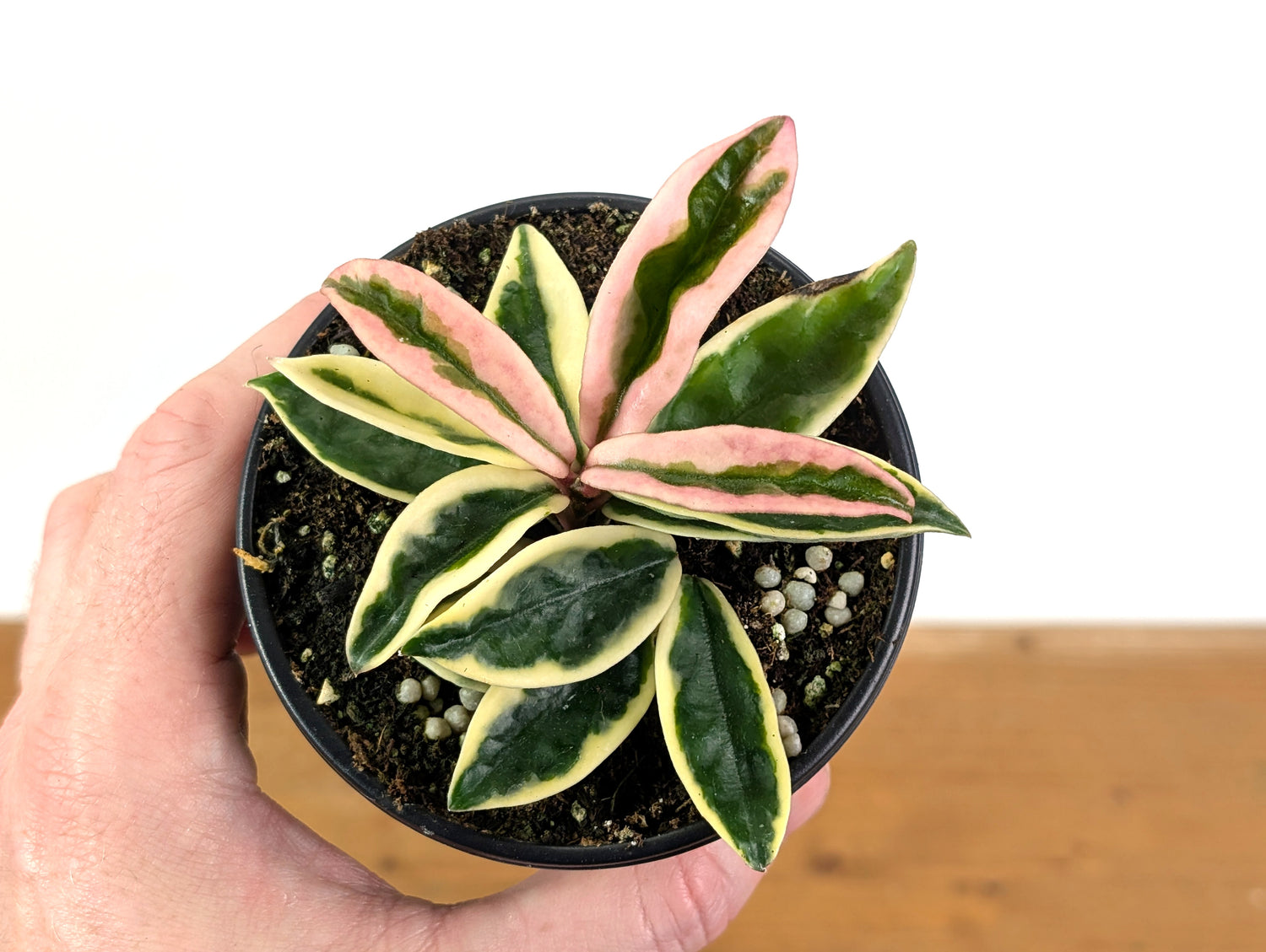 Hoya Krinkle 8 Albo Marginata