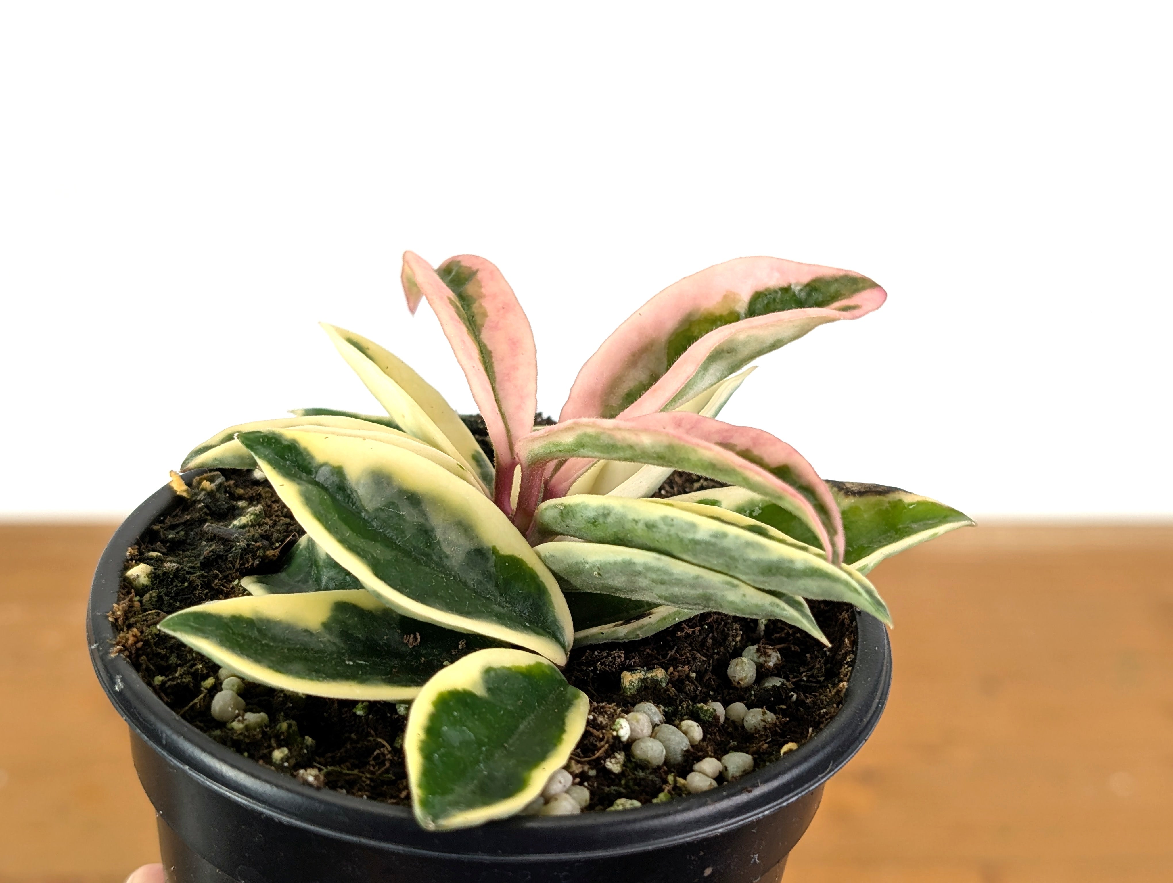 Hoya Krinkle 8 Albo Marginata – Plantamani Plants