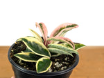 Hoya Krinkle 8 Albo Marginata