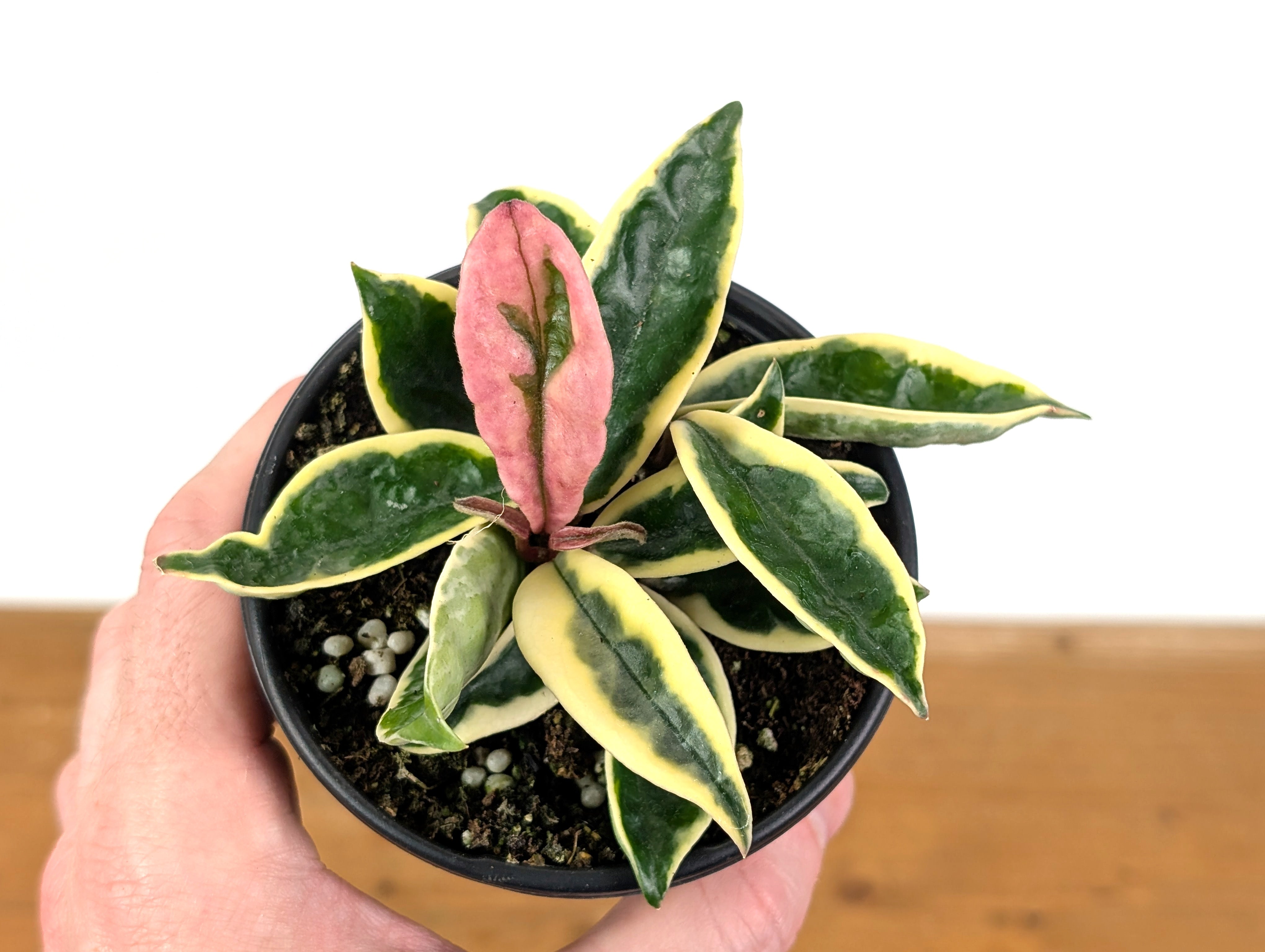 Hoya Krinkle 8 Albo Marginata – Plantamani Plants