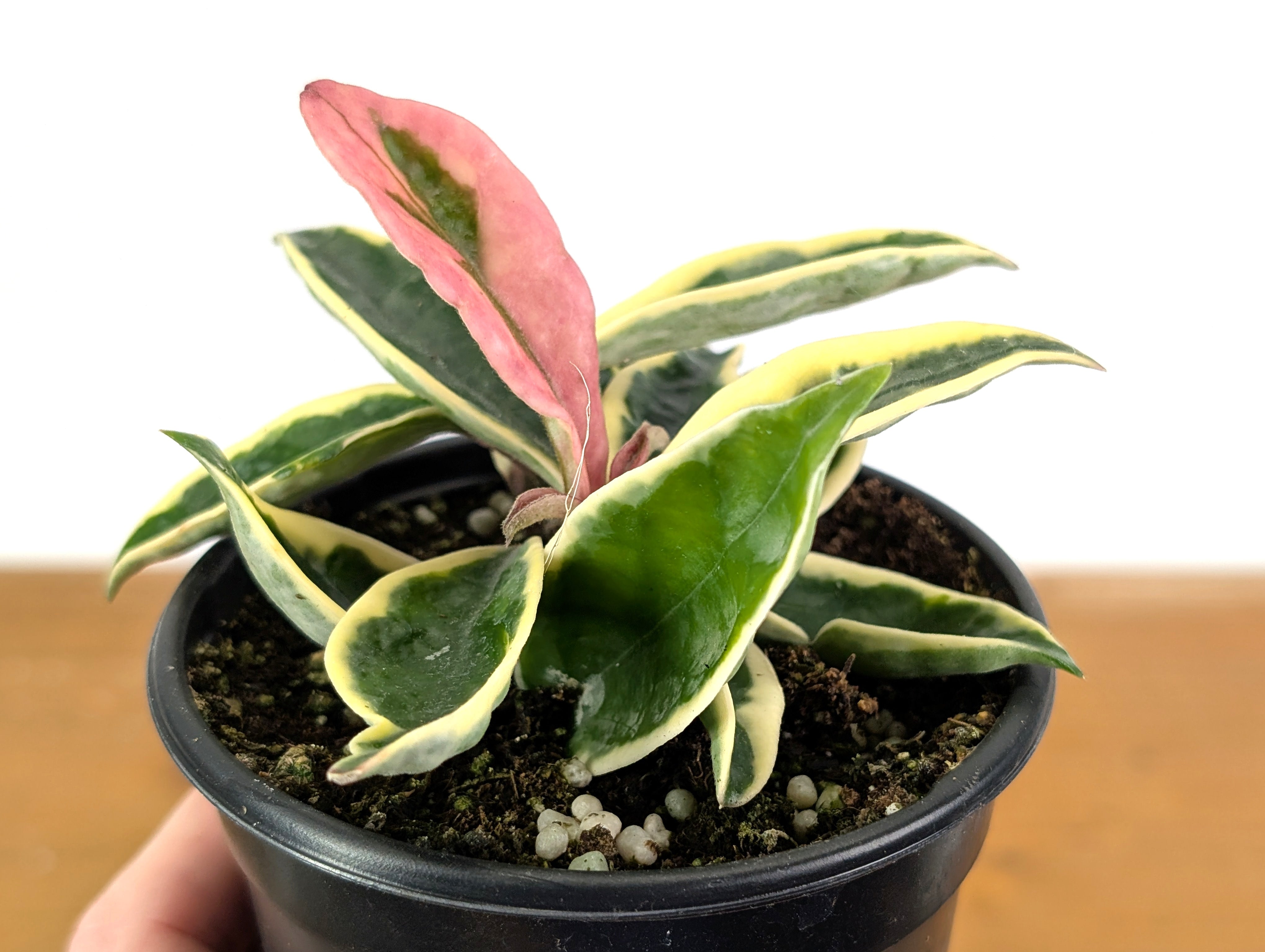 Hoya Krinkle 8 Albo Marginata – Plantamani Plants