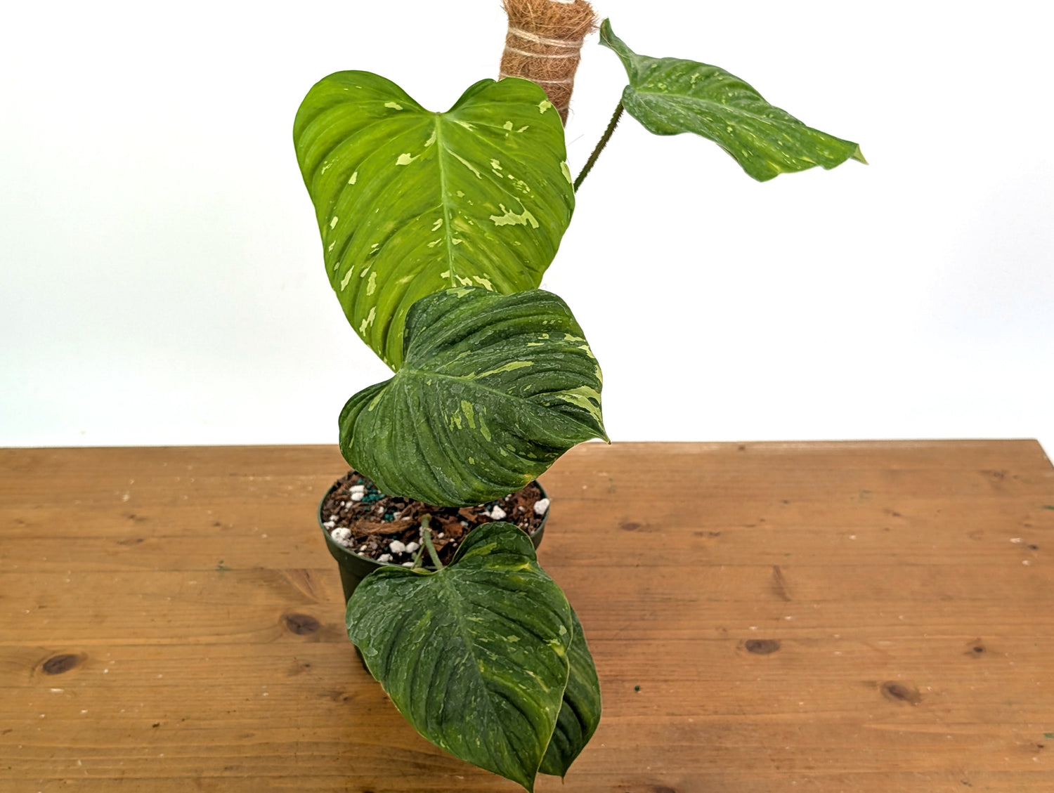 EXACT Variegated Philodendron Fuzzy Petiole