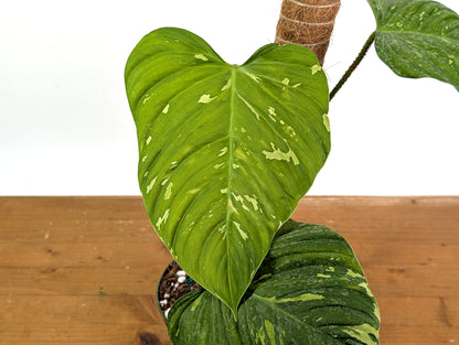 EXACT Variegated Philodendron Fuzzy Petiole