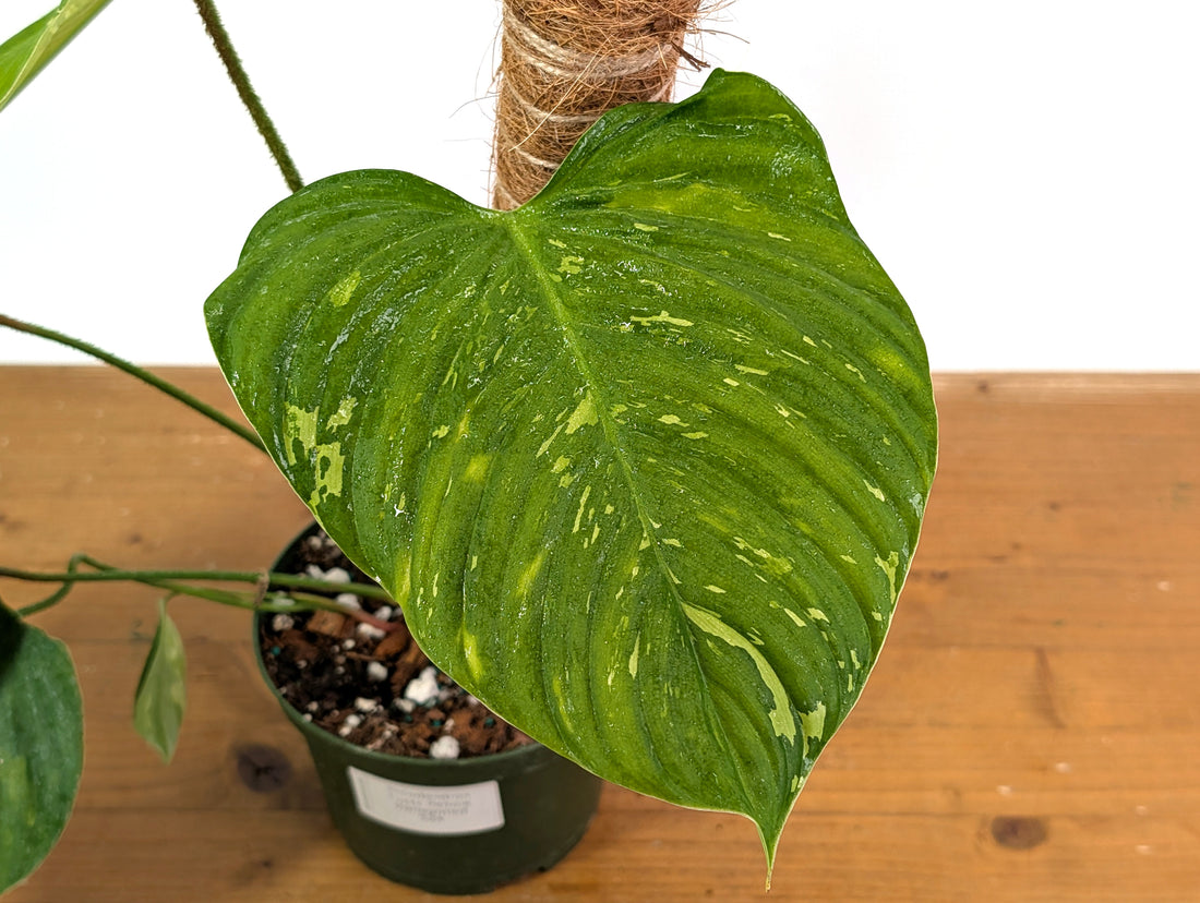 EXACT Variegated Philodendron Fuzzy Petiole