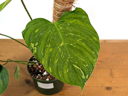 EXACT Variegated Philodendron Fuzzy Petiole