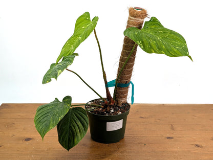 EXACT Variegated Philodendron Fuzzy Petiole