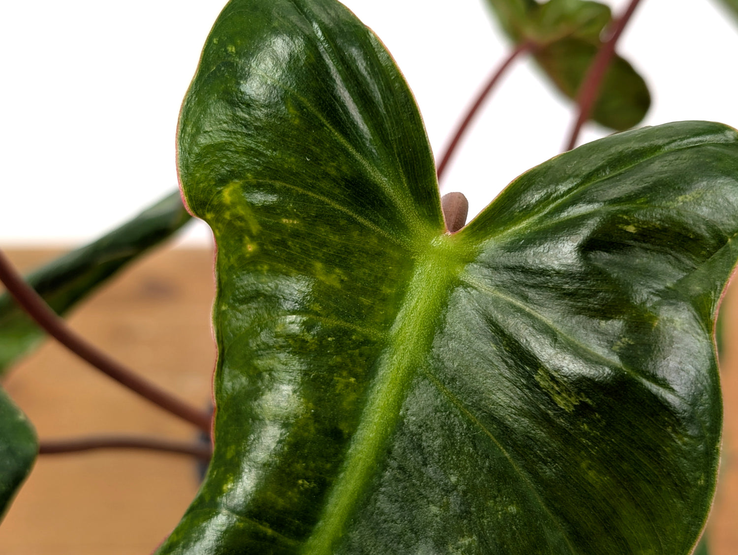 Philodendron El Choco x Billietiae - Exact Plant 