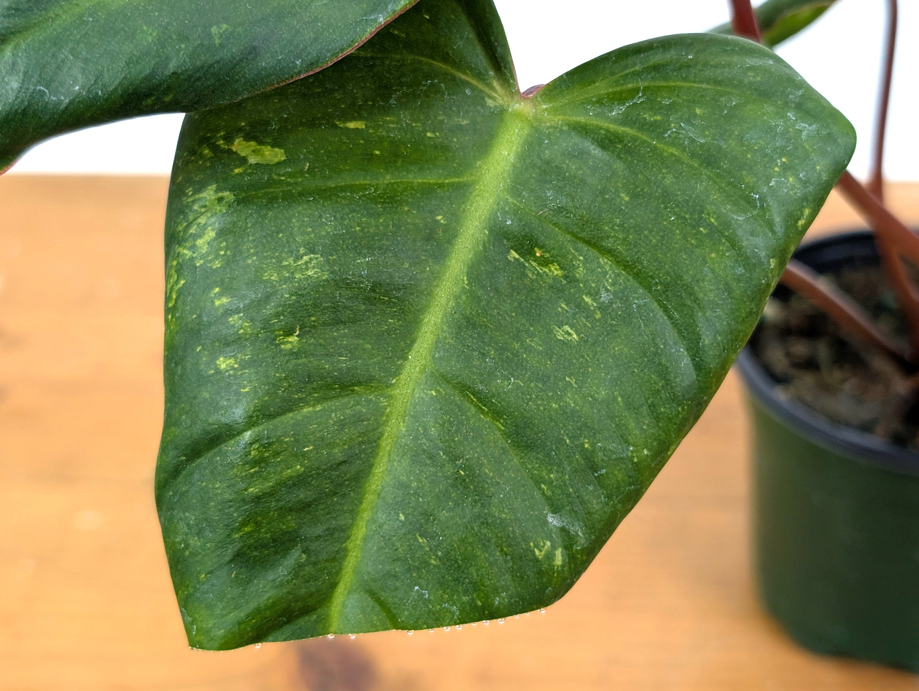 Philodendron El Choco x Billietiae - Exact Plant 