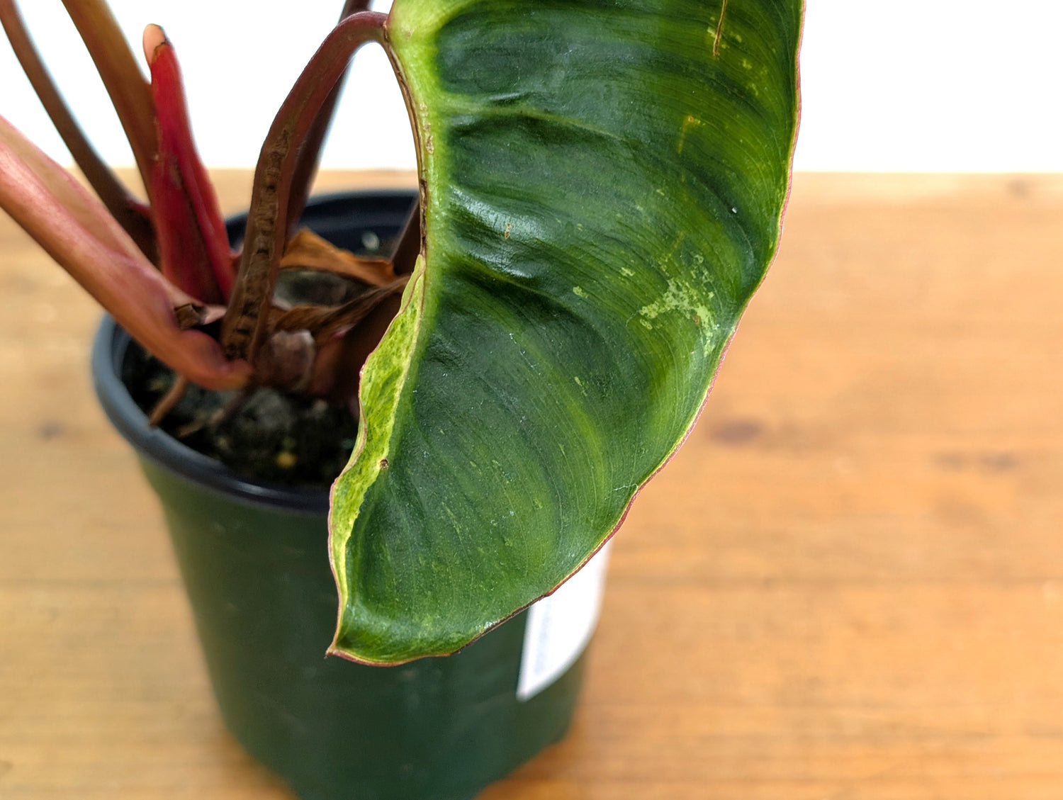 Philodendron El Choco x Billietiae - Exact Plant 