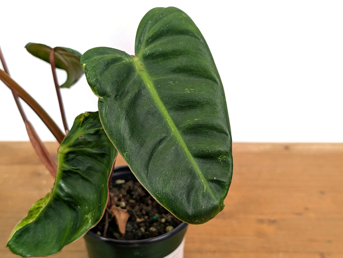 Philodendron El Choco x Billietiae - Exact Plant 