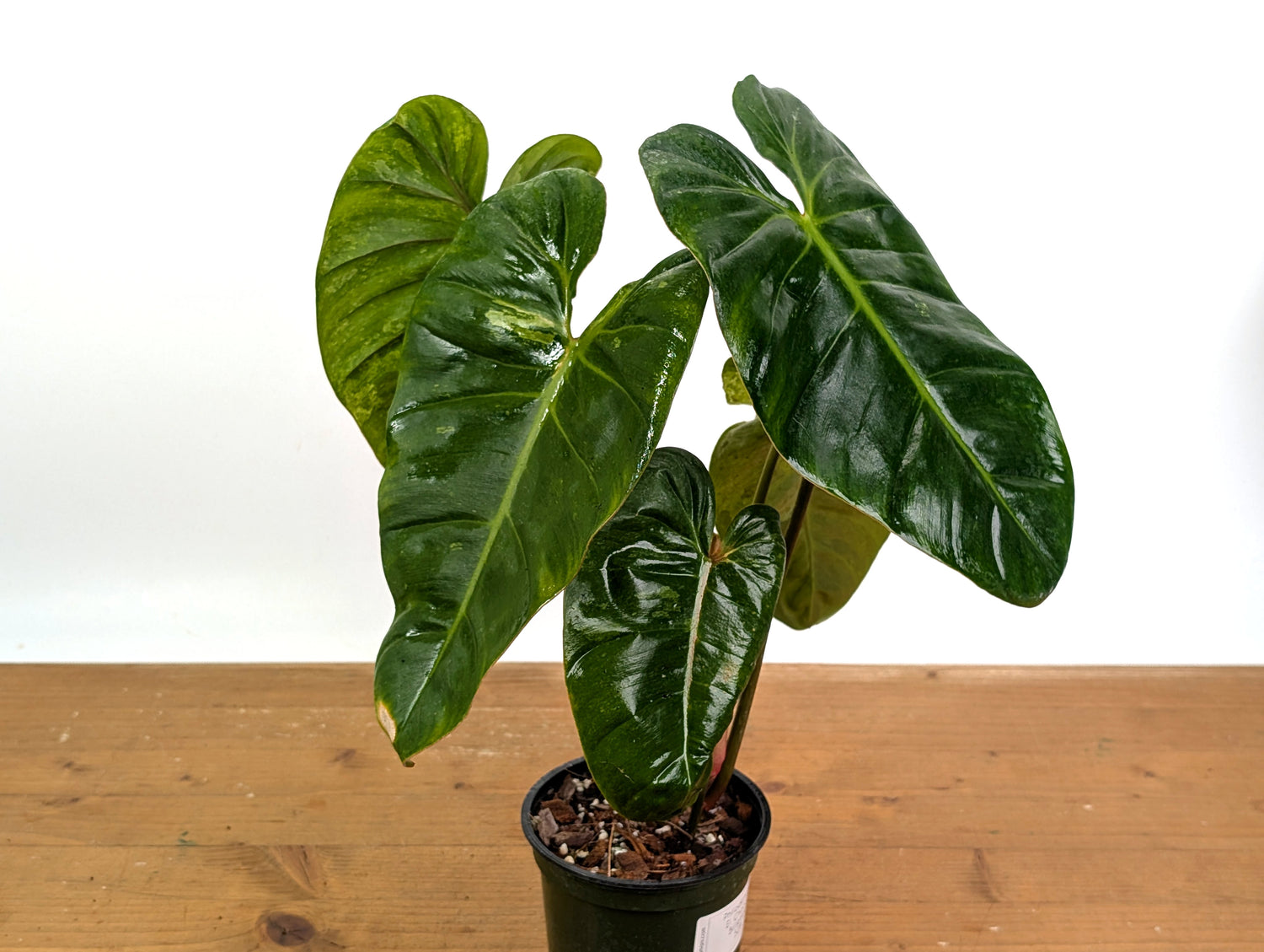 Philodendron El Choco x Billietiae - Exact Plant 