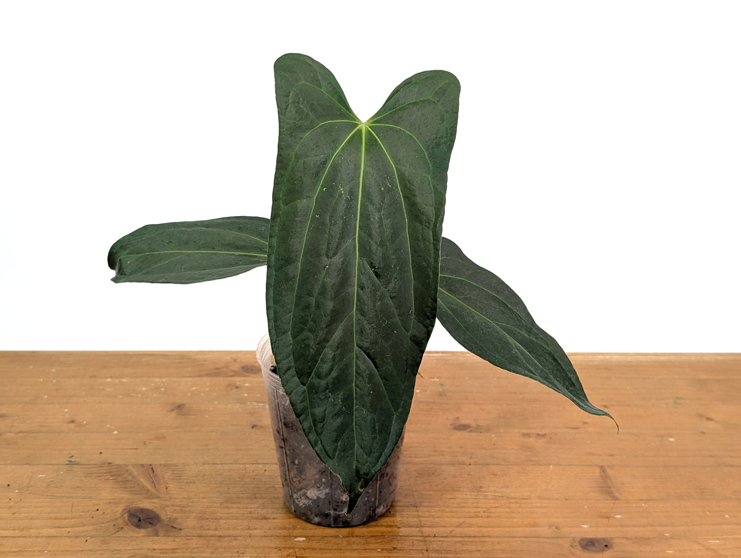 Anthurium &
