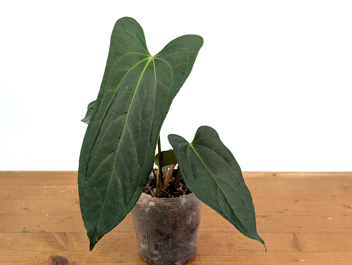 Anthurium 'Rabbit Ears' (Crystallinum x Pinkleyi)