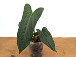 Anthurium 'Rabbit Ears' (Crystallinum x Pinkleyi)