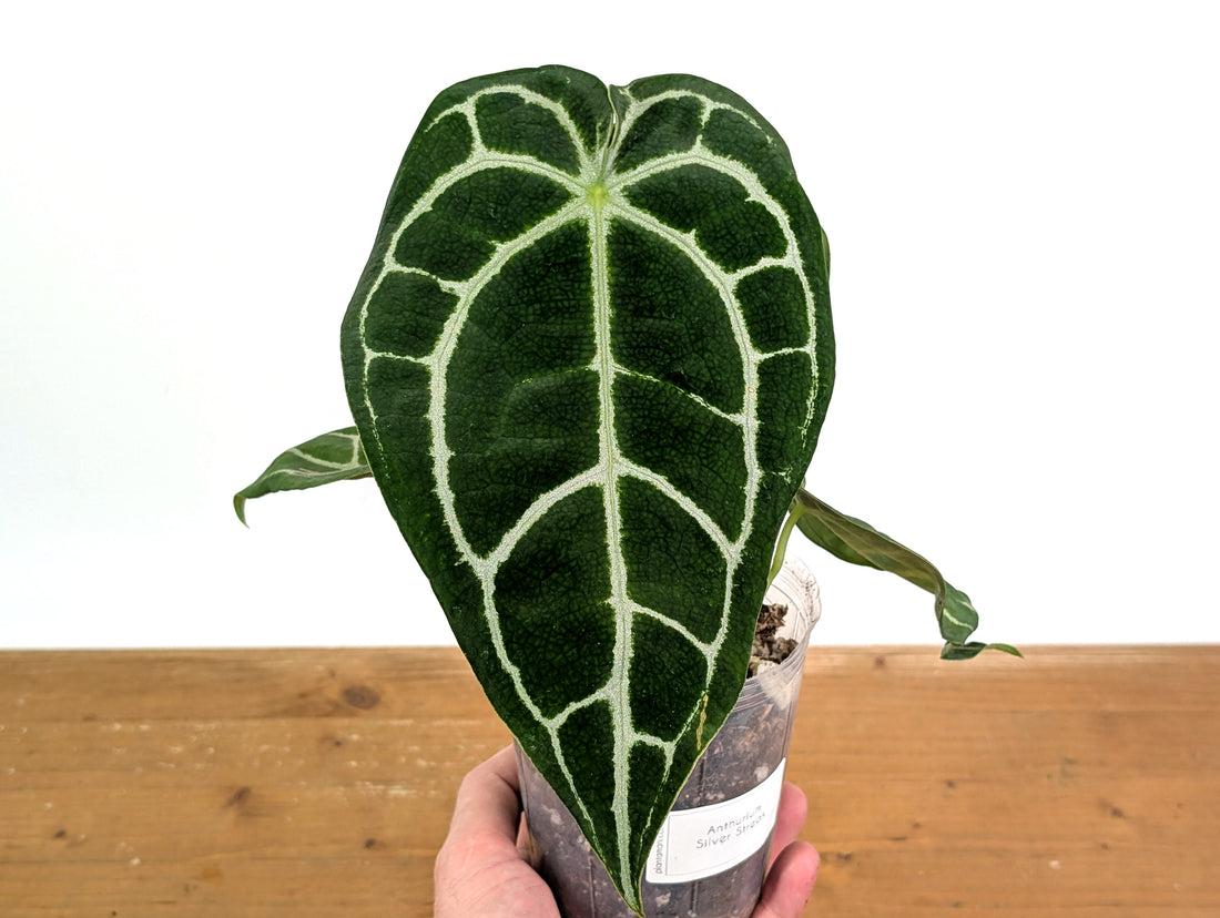 Anthurium Silver Streak