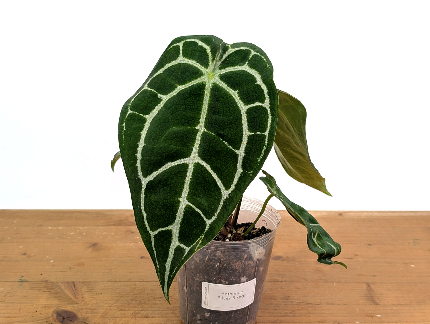 Anthurium Silver Streak