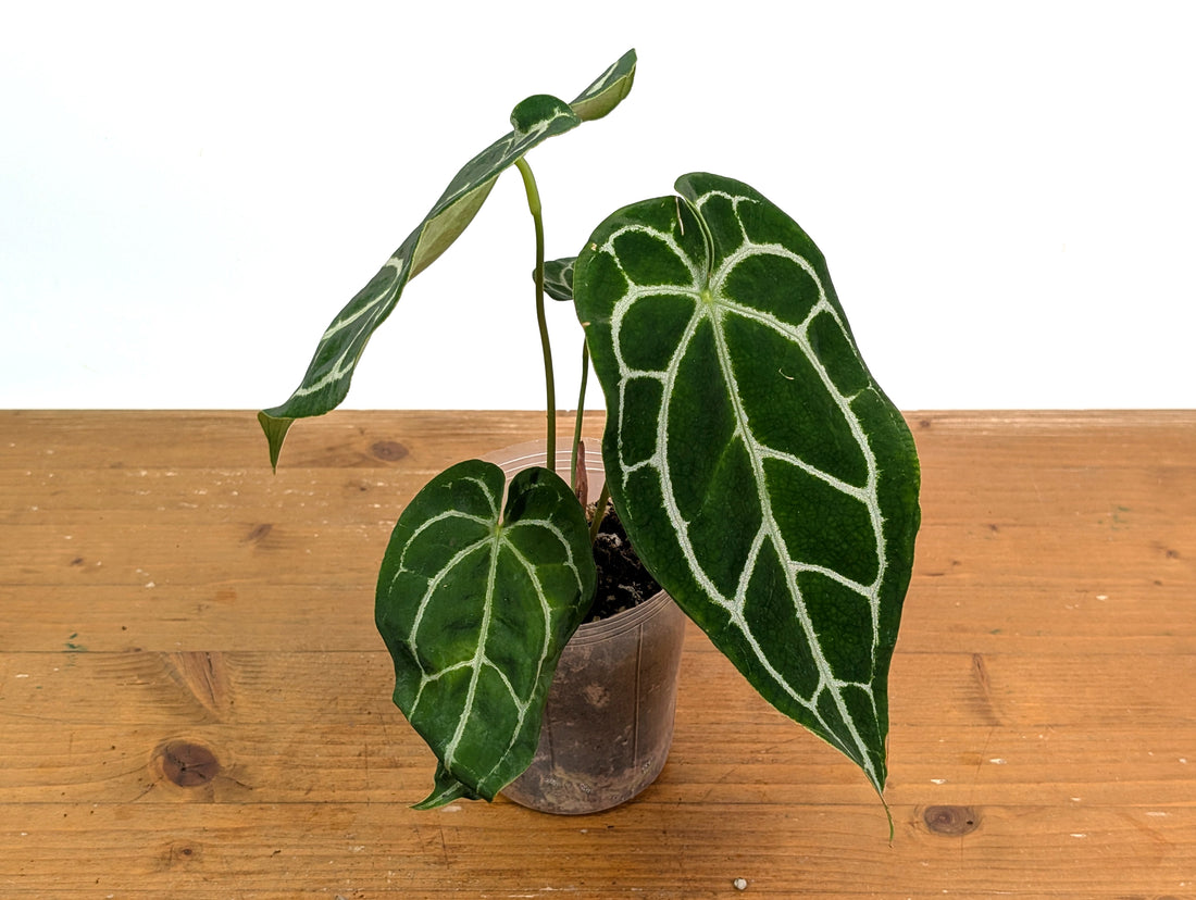 Anthurium Silver Streak