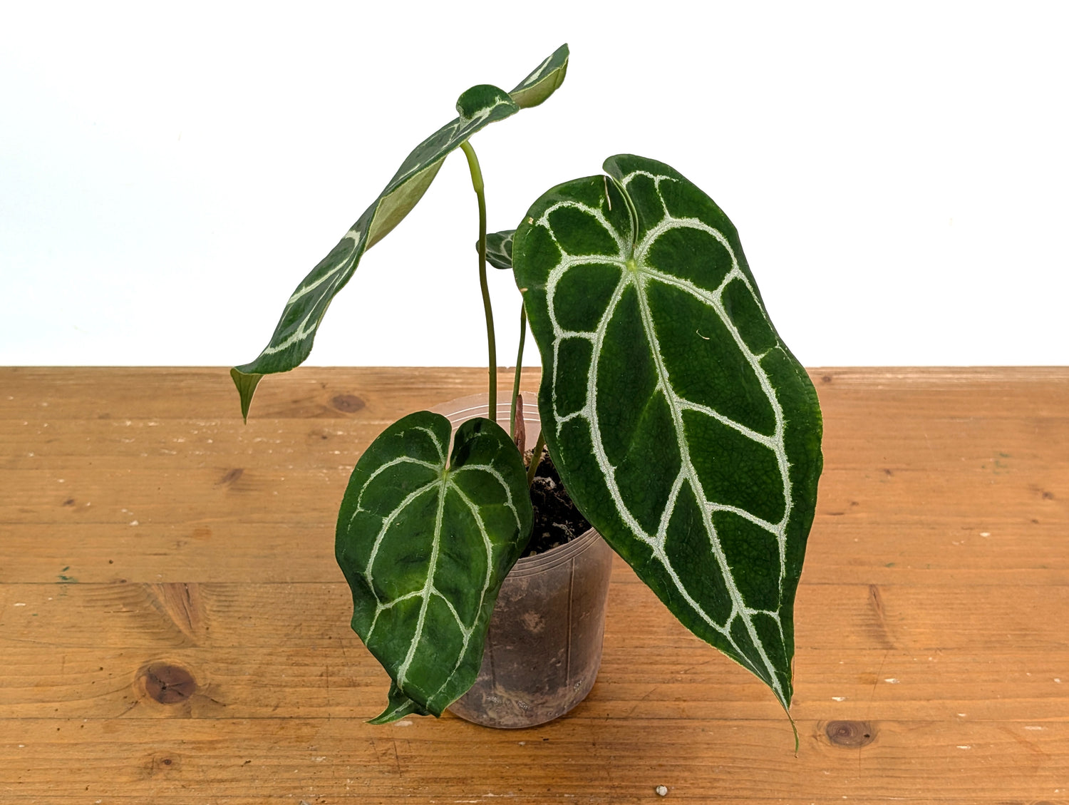 Anthurium Silver Streak