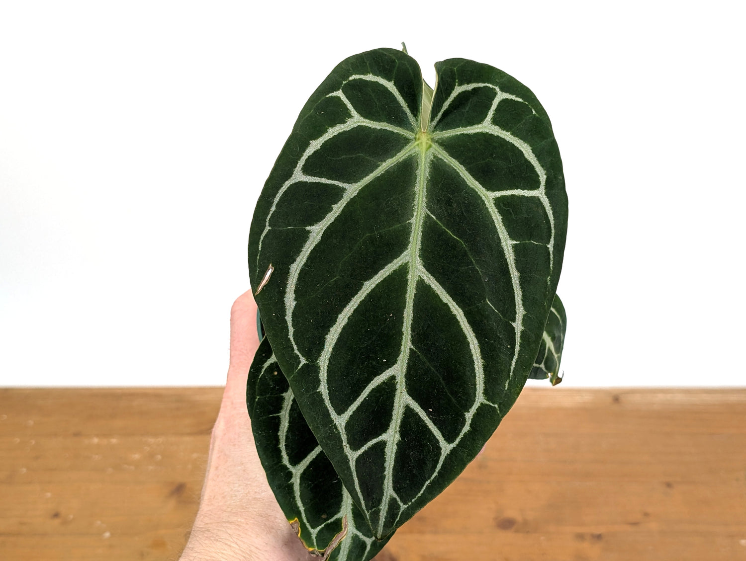 Anthurium Crystallinum x Silver Blush