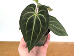 Anthurium Besseae